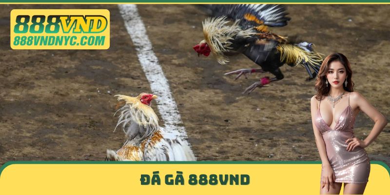 Đá gà 888VND